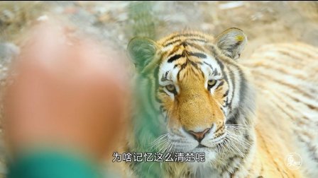 二更视频 中国这么多人 只有他敢欺负东北虎 640