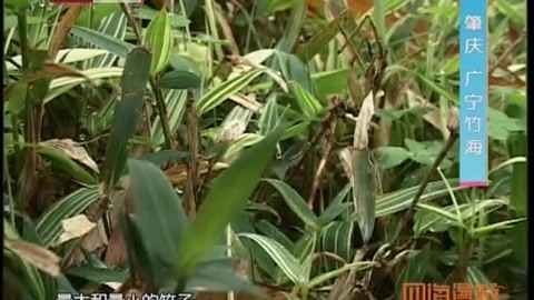 四海漫游 四海漫游20180609