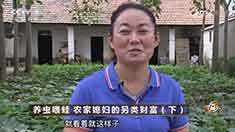 致富经 [致富经]养虫喂蛙 农家媳妇的另类财富（下） 20160812