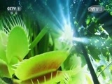 人与自然 《人与自然》 20150606 自然发现：身披盔甲的庞然大物（上）