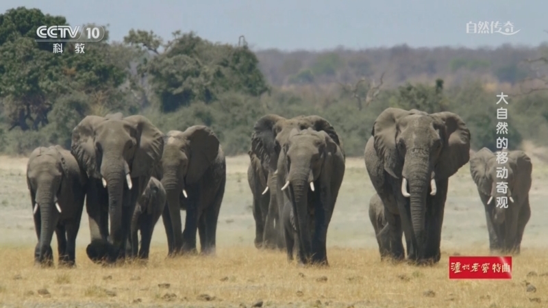 《自然传奇》 20251212 大自然的移动奇观