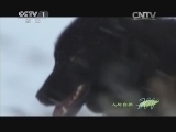人与自然 《人与自然》 20140617 野狼之谷（下）