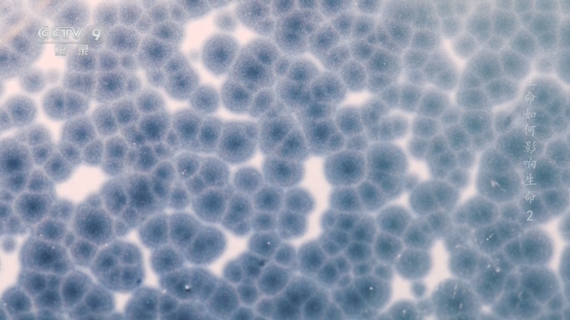 《生命如何影响生命》 第2集