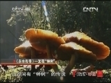地理中国 《地理中国》 20121012 系列节目《赤水传奇》——发现“神树”