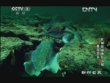 动物世界 《动物世界》 20130306