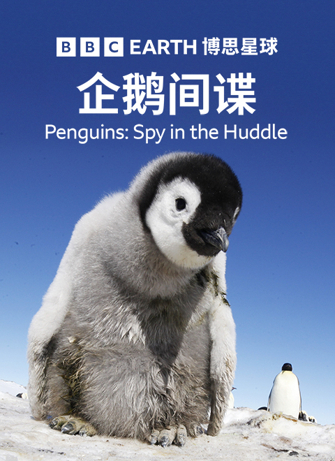 企鹅间谍（Penguins - Spy in the Huddle） 海报