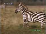 人与自然 人与自然 2010年 第66期