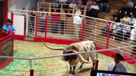 长角牛长角打破世界记录 长约2.5米