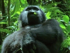 荒野间谍 第二季（Spy in the Wild Series 2）第1集：热带