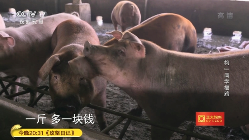 三农群英汇 《三农群英汇》 20201201 “构”画幸福路