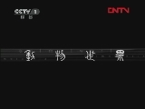 动物世界 《动物世界》 20111223