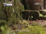 军事纪实 《军事纪实》 20151023 不朽的英雄-邱少云