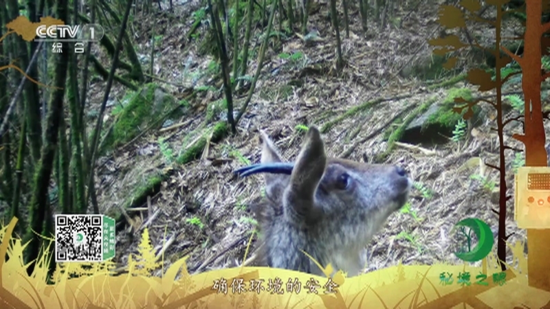 《秘境之眼》 中华斑羚 20210908