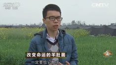 致富经 [致富经]改变命运的羊肚菌 20160518