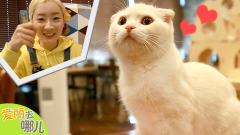 爱丽去哪儿 爱丽的猫咖温馨之旅