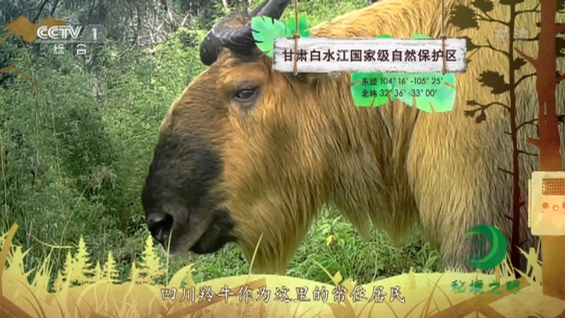 《秘境之眼》 四川羚牛 20210501
