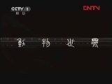 动物世界 《动物世界》 20120117