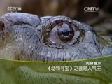 走近科学 《走近科学》 20151223 《动物寻宝》之谁是人气王