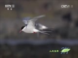 人与自然 《人与自然》 20151107 冰冻星球——夏季（上）