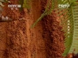 地理中国 《地理中国》 20150326 探秘鬼崽岭（下）