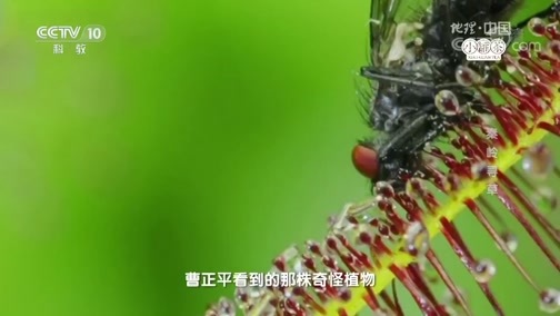 地理中国 《地理中国》 20190104 险境求生·秦岭寻草