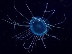 蓝色星球 第二季(Blue Planet II)(普通话版)第2集:深海