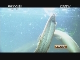 生财有道 《生财有道》 20140220 他养的泥鳅论条卖