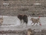 动物世界 《动物世界》 20160219 超级猎手（六）