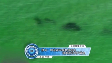 拼命 冲浪者手脚并用划水逃离近在咫尺鲨鱼 160731