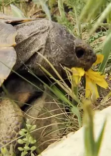 超级镜头：野生动物争霸赛