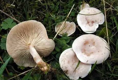 灰花纹鹅膏菌 灰花纹鹅膏内所含的毒素主要是肽类毒