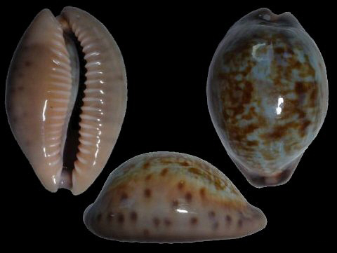 外形特征 宽带宝螺长15-47mm,贝壳坚固,通常为卵圆形,表面镀有一层