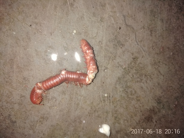 从水管里掉出来一条虫 有点像蚯蚓 但没蚯蚓长 有壳是硬的 一动它就卷