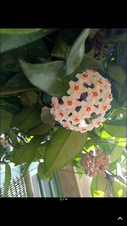 wayway001:球兰(学名:hoyacarnosa,英文名stemorleafofwaxplant),是