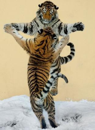 巩俐与老谋子女儿岂能一抱泯恩仇?奇葩:男子躲衣柜5天幽会14岁