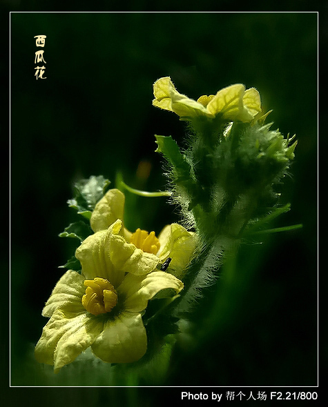 西瓜花是什么颜色?什么形状?