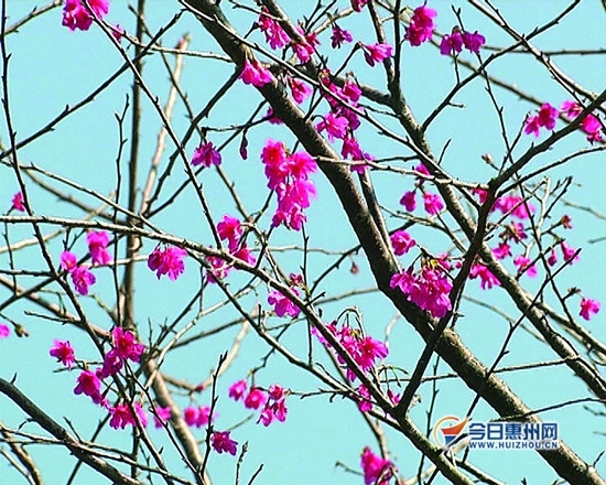 大亚湾12万株樱花盛开 惠州市民可免费观赏
