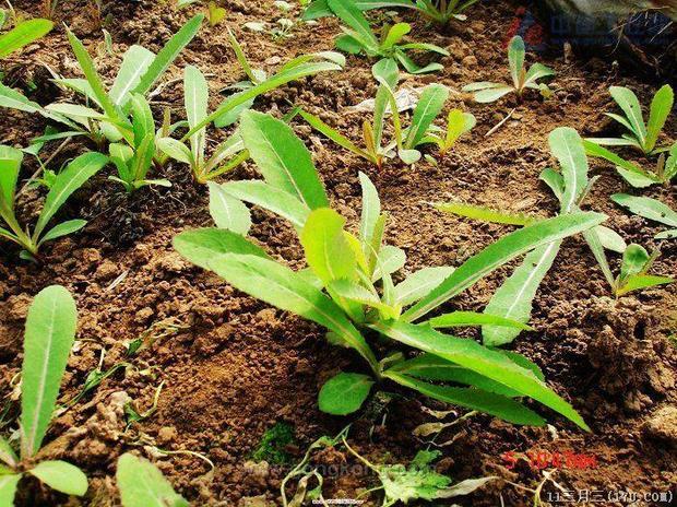 我们东北叫起麻菜