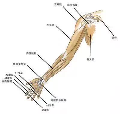 打造钢铁之躯 手臂线条训练汇总 打造钢铁之躯 手臂线条训练汇总