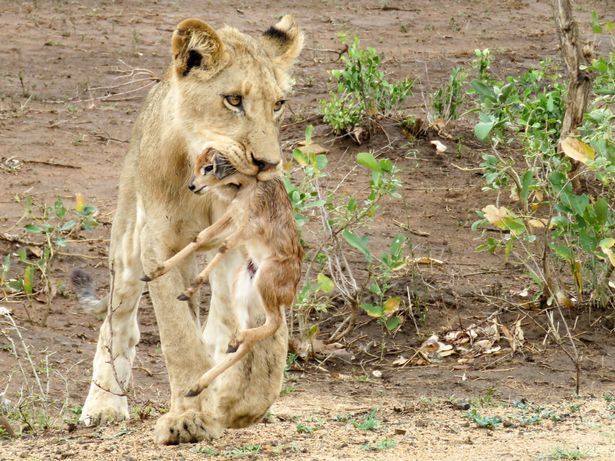 母狮抛弃出生3天幼崽图片