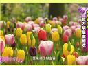 美丽俏佳人2014 明星嫁衣背后的故事 知名设计师兰玉解析灵感