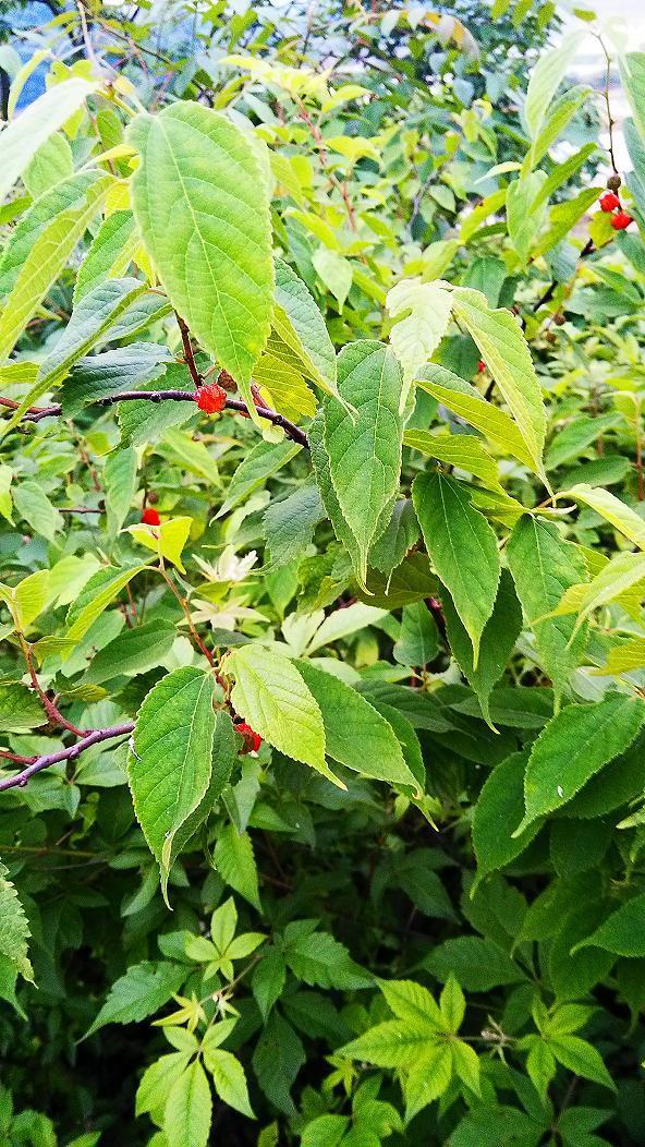 构皮麻果实可吃吗