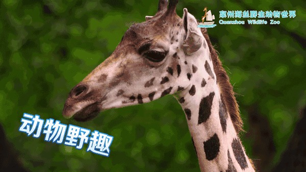 又多了一個新去處!泉州野生動物園即將開園