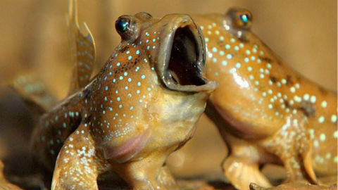 它们是唯一被蚊子叮咬的鱼