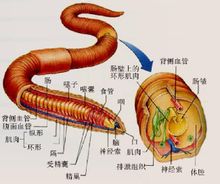 北方的地龙的设计图图片