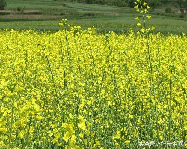 油菜田除草及蟲害防治技術