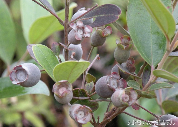 这8种农村常见的野果子,很多人不敢吃,其实是人间美味