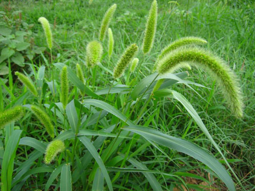 狗尾草是不是小草?