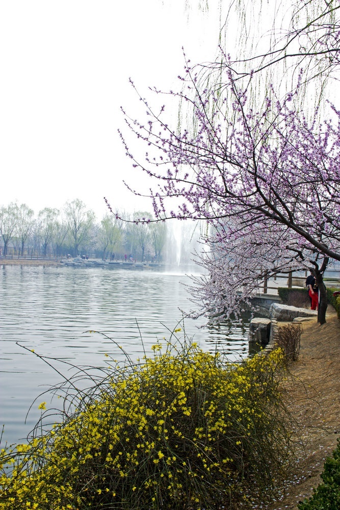 (转载)春风吹皱碧波水,植物园里满园春