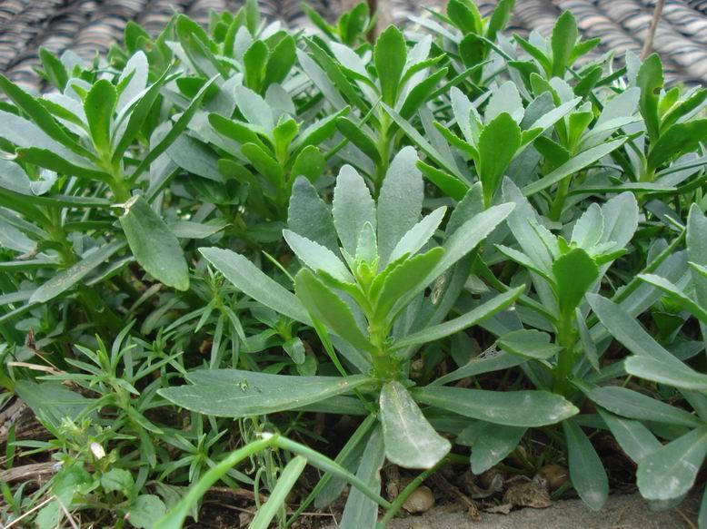 三七起源于2亿5千万年前第三纪古热带的残余植物.